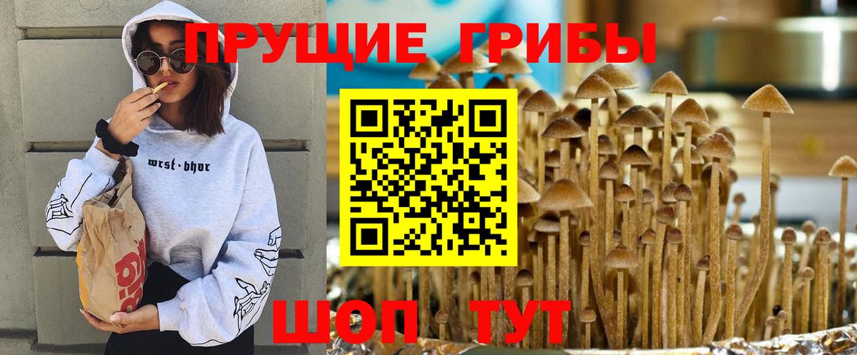 Псилоцибиновые грибы Psilocybe  Вход с VPN  дарнет шоп  Псилоцибиновые грибы Psilocybe  Холмск 
